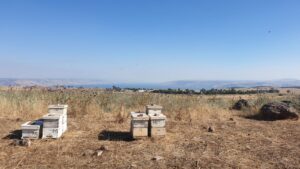 כווורת בקיץ ברמת הגולן