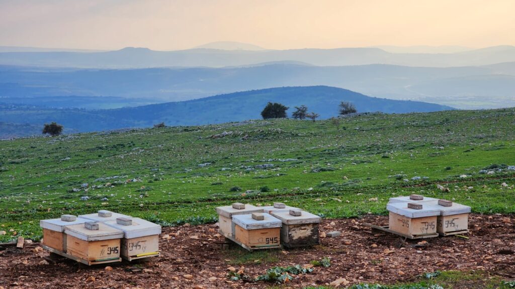 לפני החורף מייצבים את הכוורות דואגים לכל מה שהדבורים צריכות שהן יהיו חזקות לני החורף, כיון שבחורף הדבורים לא יוצאות כמעט מהכוורת אלא רק בימים חמימים. הדבורים שומרות על חום גוף של הכוורת שיהיה כ-34 מעלות ומוציאות על כך הרבה אנרגיה. הן חיות על מאגרי הדבש שאספו במהלך האביב והקיץ. לא פותחים את הכוורות ולא מפריעים להם במשך כ-3 חודשים עד תחילת הפריחה הראשונה בדרך כלל בינואר פברואר- עם תחילת פריחת השקד