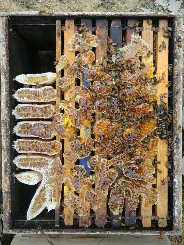 חיי המכוורת